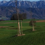 Golf Attersee 7